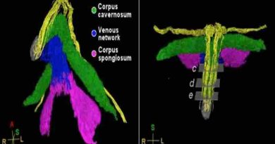 Científicas mapean por primera vez la red de nervios del clítoris en 3D: qué descubrieron