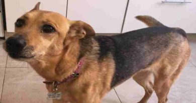 Fallo histórico en Mendoza: la Justicia reconoce a los animales como “seres sintientes”