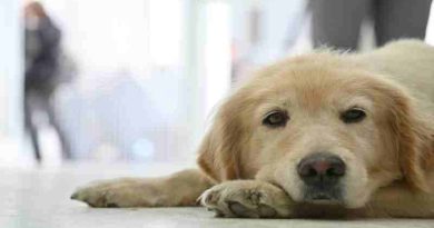 El Hospital de Salud Animal ya atendió a más de 1.100 perros y gatos desde su inauguración