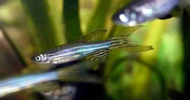 Hallazgo argentino sobre el “pez cebra” podría abrir la puerta a la regeneración de tejidos humanos