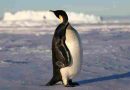 El pingüino emperador y la foca peletera antártica, en peligro de extinción