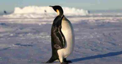 El pingüino emperador y la foca peletera antártica, en peligro de extinción