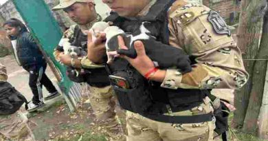 Salta: rescataron a diez perros pitbull que eran víctimas de maltrato animal