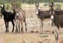 8 de mayo Día Mundial del Burro