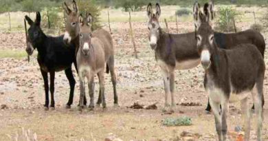 8 de mayo Día Mundial del Burro