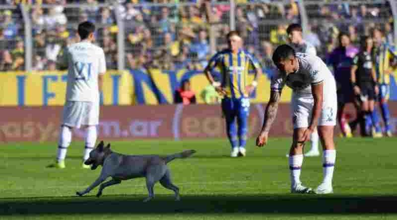 La figura de la cancha: Un perro invadió la cancha en Central y Tigre y se llevó una ovación, al gambetearse a todos