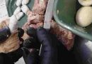 Santa Fe: Detenida en la cárcel de Las Flores al intentar ingresar cocaína oculta en bifes