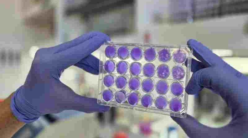 Argentinos hallan que dengue, Zika y fiebre amarilla se replican del mismo modo: se viene un antiviral