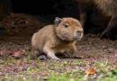 “Babybara”: furor en Escocia por el nacimiento de un carpincho tras 18 años