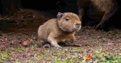 “Babybara”: furor en Escocia por el nacimiento de un carpincho tras 18 años