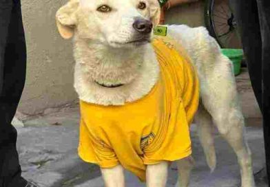 Agentes municipales rescataron a un perro que estaba desnutrido y atado en el patio de una casa