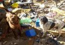 Rescatan cinco perros que estaban a la intemperie y en mal estado de salud
