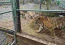 México: las autoridades recuperan drogas, armas y siete tigres tras capturar al líder de un cártel