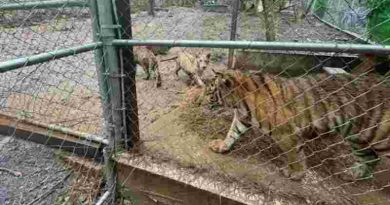 México: las autoridades recuperan drogas, armas y siete tigres tras capturar al líder de un cártel