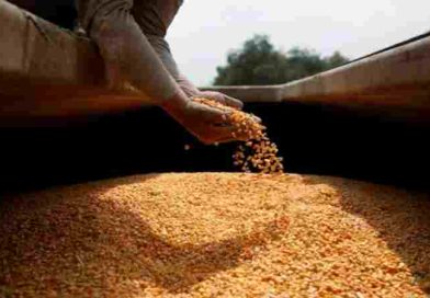 Hubo un fuerte crecimiento de la actividad agropecuaria en mayo según la Bolsa de Comercio de Rosario