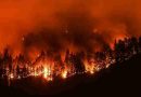 Estados Unidos: en California, un incendio forestal arrasó más de 800 hectáreas