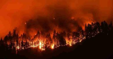 Estados Unidos: en California, un incendio forestal arrasó más de 800 hectáreas