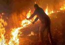 España registra incendios forestales en medio de la ola de calor