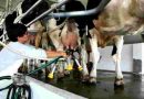 La producción láctea argentina alcanzó el nivel más alto en una década y las exportaciones el máximo en 14 años