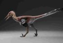 Hallan una nueva especie de dinosaurio raptor en Santa Cruz