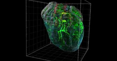 Guardián silencioso: descubren que el corazón tiene un pequeño “cerebro” que lo protege del estrés