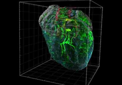 Guardián silencioso: descubren que el corazón tiene un pequeño “cerebro” que lo protege del estrés