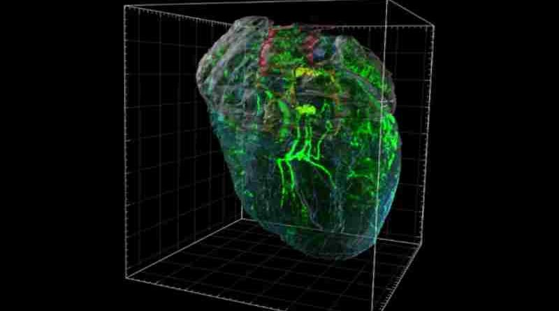 Guardián silencioso: descubren que el corazón tiene un pequeño “cerebro” que lo protege del estrés