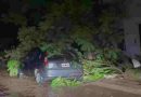Tragedia en Entre Ríos: una mujer murió aplastada por un árbol en su casa