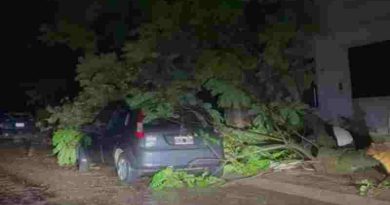 Tragedia en Entre Ríos: una mujer murió aplastada por un árbol en su casa