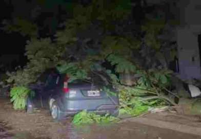 Tragedia en Entre Ríos: una mujer murió aplastada por un árbol en su casa