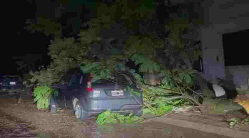 Tragedia en Entre Ríos: una mujer murió aplastada por un árbol en su casa