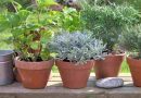 La Escuela de Jardinería ofrece cursos y talleres abiertos destinados a toda la comunidad