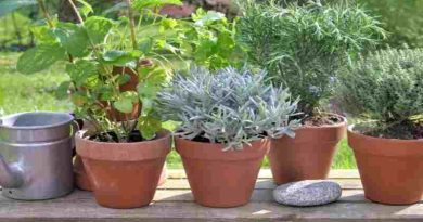 La Escuela de Jardinería ofrece cursos y talleres abiertos destinados a toda la comunidad