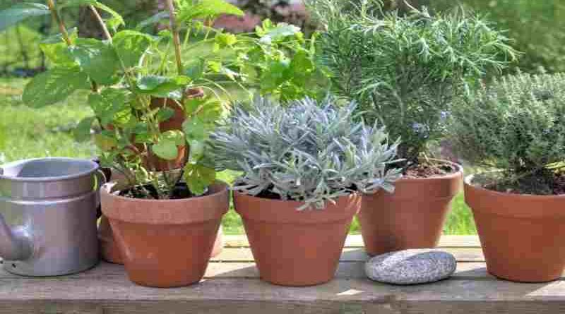 La Escuela de Jardinería ofrece cursos y talleres abiertos destinados a toda la comunidad