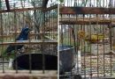 Fauna ilegal: rescatan aves silvestres en Mendoza