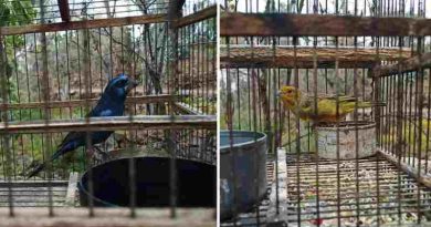 Fauna ilegal: rescatan aves silvestres en Mendoza