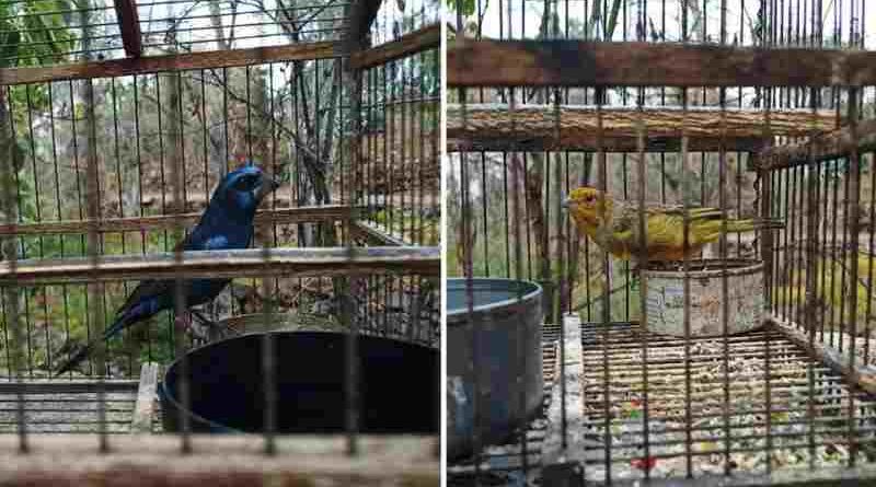Fauna ilegal: rescatan aves silvestres en Mendoza
