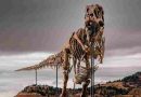 Subastaron a “Gus”, uno de los Tiranosaurios rex más grandes del mundo: a cuánto se vendió