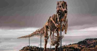 Subastaron a “Gus”, uno de los Tiranosaurios rex más grandes del mundo: a cuánto se vendió