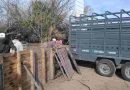 Intervinieron un criadero de cerdos en Ibarlucea y retiraron todos los animales tras confirmarse casos de triquinosis