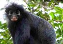 Científicos descubren una nueva especie de mono, tiene cara de “máscara“