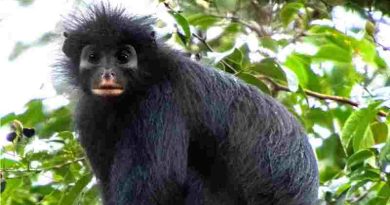 Científicos descubren una nueva especie de mono, tiene cara de “máscara“
