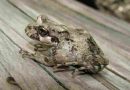 Creían que se había extinguido: ¿cuál es la especie de rana que sobrevivió a incendios en la Patagonia?