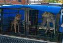 En lo que va del año el municipio intervino en 740 casos de maltrato animal