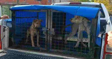 En lo que va del año el municipio intervino en 740 casos de maltrato animal
