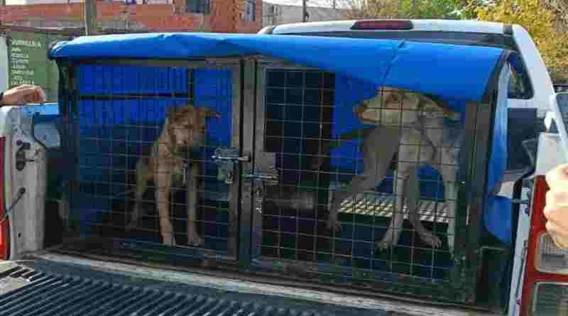 En lo que va del año el municipio intervino en 740 casos de maltrato animal