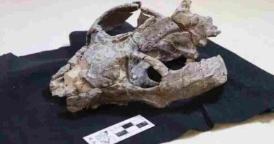 Un fósil de 236 millones de años hallado en Argentina puede cambiar la historia de la reproducción de los mamíferos