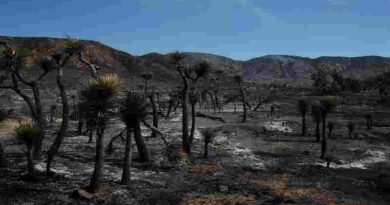 Estados Unidos: incendio forestal dejaba heridos y 42.000 evacuados cerca de frontera Nevada-California