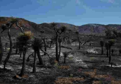 Estados Unidos: incendio forestal dejaba heridos y 42.000 evacuados cerca de frontera Nevada-California