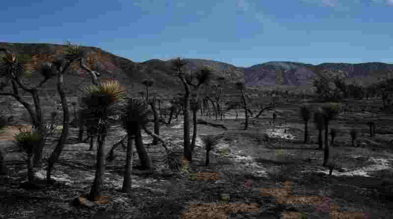 Estados Unidos: incendio forestal dejaba heridos y 42.000 evacuados cerca de frontera Nevada-California